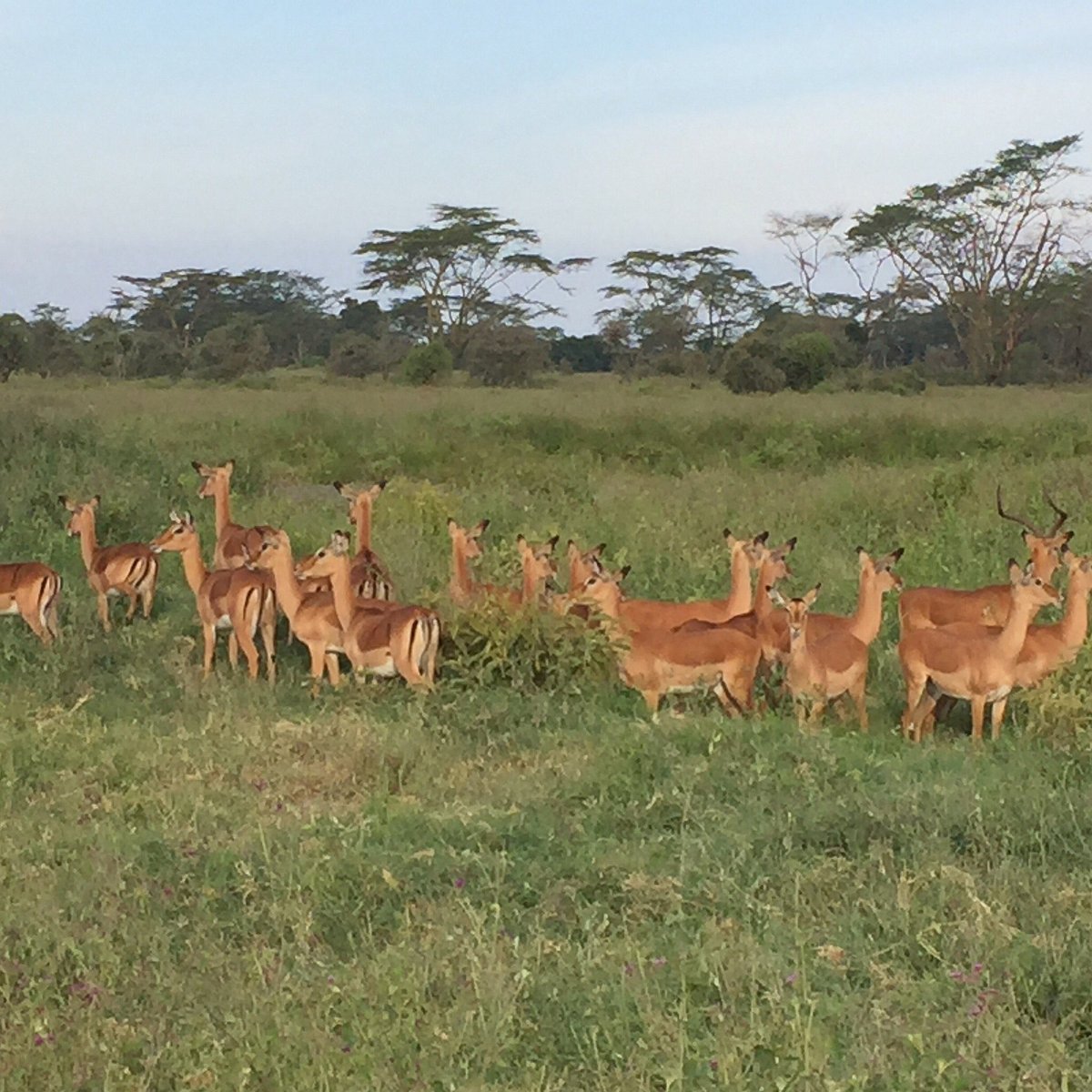 Amboseli Elephant Safari